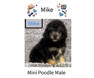 Poodle (Miniature) Puppy for sale in AZLE, TX, USA