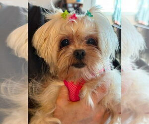Maltese Dogs for adoption in St. Louis Park, MN, USA