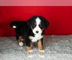 Puppy Molly Bernese Mountain Dog