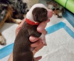 Puppy Ash Miniature Australian Shepherd