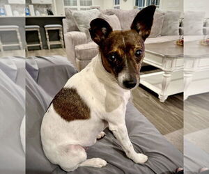 Rat Terrier Dogs for adoption in Atlanta, GA, USA