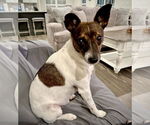 Small Rat Terrier