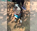 Small #6 American Staffordshire Terrier Mix