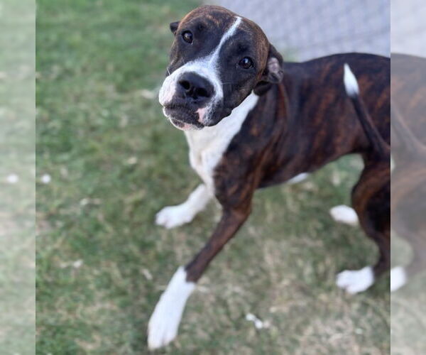 Medium Photo #1 Boxer-Unknown Mix Puppy For Sale in Texas City, TX, USA