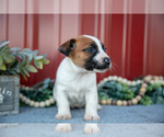 Small #2 Jack Russell Terrier