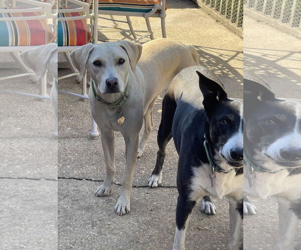 Medium Photo #7 Labrador Retriever-Unknown Mix Puppy For Sale in Oakhurst, NJ, USA