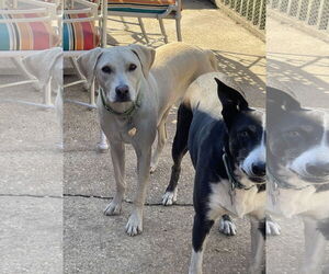 Toby - Totally Pawsome! - Male Labrador Retriever-Unknown Mix Dog for Adoption - Photo #7