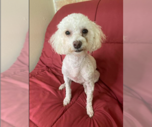 Maltipoo Dogs for adoption in Cranston, RI, USA