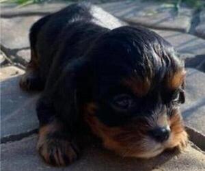 Cavalier King Charles Spaniel Puppy for Sale in HICKORY, North Carolina USA