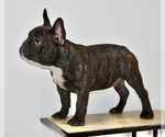 Small Photo #4 French Bulldog Puppy For Sale in Hollywood, FL, USA