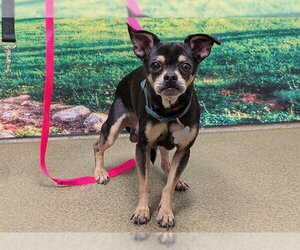 Chihuahua-Unknown Mix Dogs for adoption in Moreno Valley, CA, USA