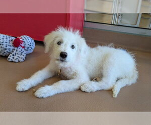 Great Pyrenees-Unknown Mix Dogs for adoption in Plano, TX, USA