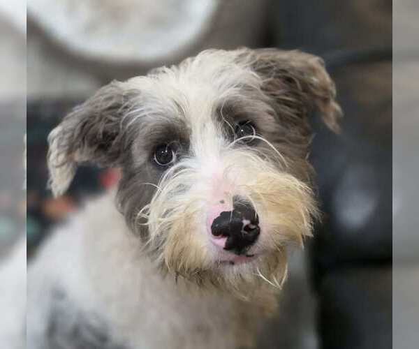 Medium Photo #1 Jack-A-Poo Puppy For Sale in Anniston, AL, USA