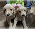 Small Photo #19 Golden Retriever Puppy For Sale in SPENCER, TN, USA