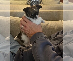 Chihuahua Puppy for sale in FENNVILLE, MI, USA