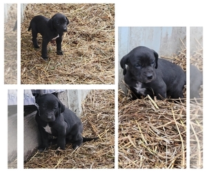 English Coonhound-Weimaraner Mix Puppy for sale in GREENWICH, OH, USA