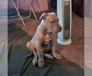 American Pit Bull Terrier Puppy for sale in CAMDEN, NJ, USA
