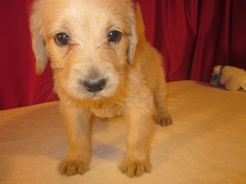 Medium Photo #1 Goldendoodle Puppy For Sale in ELLIJAY, GA, USA