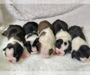 Boston Terrier Puppy for sale in FLORENCE, SC, USA