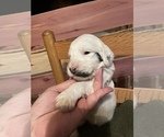 Small Photo #3 English Setter-Goldendoodle Mix Puppy For Sale in PELZER, SC, USA
