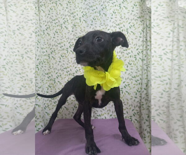 Medium Photo #5 Mutt Puppy For Sale in Murfreesboro, NC, USA