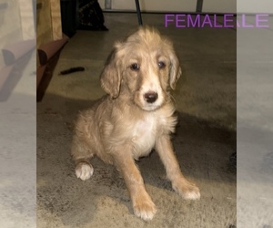 Labradoodle Puppy for Sale in ALBUQUERQUE, New Mexico USA