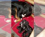 Small Photo #1 Bernese Mountain Dog Puppy For Sale in SOUTHWORTH, WA, USA