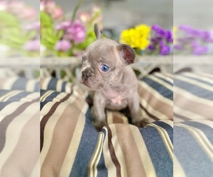 French Bulldog Puppy for sale in DESERT HOT SPRINGS, CA, USA