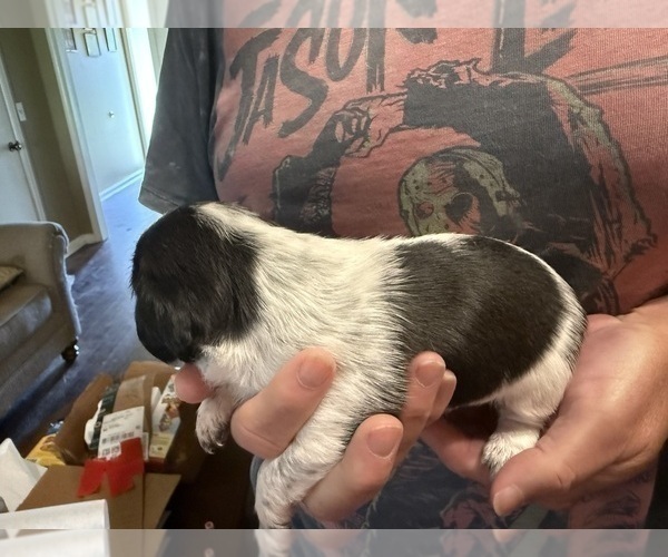 Medium Photo #8 Schweenie Puppy For Sale in DOTHAN, AL, USA