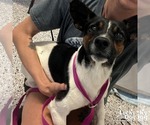 Small #3 Jack Russell Terrier Mix