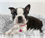 Small Photo #2 Boston Terrier Puppy For Sale in TRUSSVILLE, AL, USA