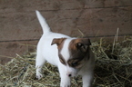 Puppy 5 Jack Russell Terrier-Unknown Mix