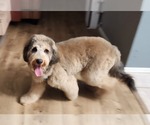 Small #3 Poodle (Standard)