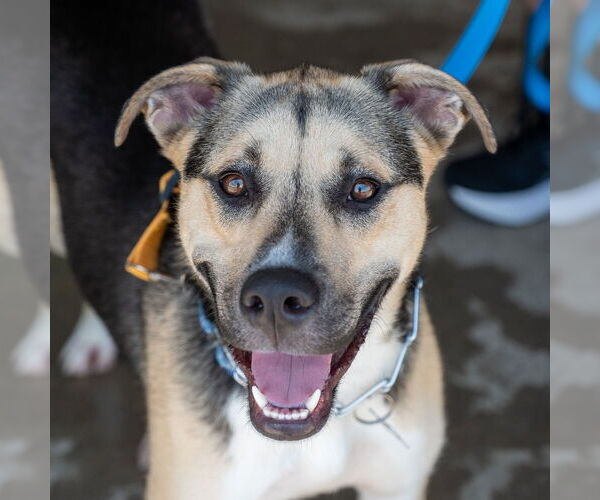 Medium Photo #5 Mutt Puppy For Sale in Mundelein, IL, USA