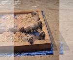 Small #2 America Bandogge Mastiff-Cane Corso Mix