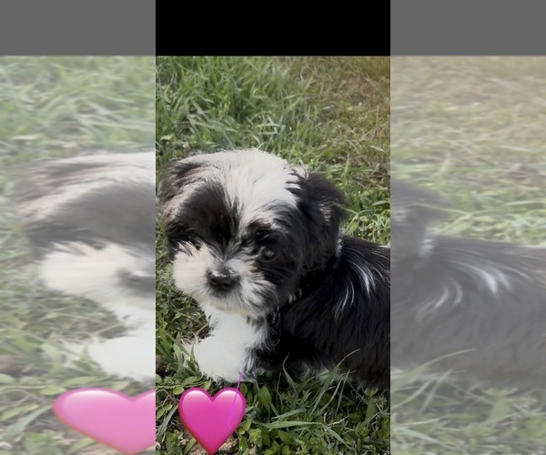 Medium Photo #1 Yorkshire Terrier Puppy For Sale in FORT WORTH, TX, USA