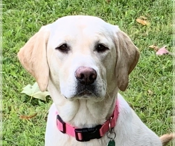 Medium Photo #1 Labrador Retriever Puppy For Sale in GRAND RAPIDS, MN, USA