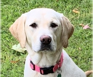 Mother of the Labrador Retriever puppies born on 03/05/2025