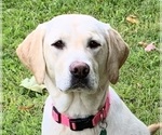 Small Photo #1 Labrador Retriever Puppy For Sale in GRAND RAPIDS, MN, USA