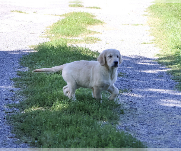 Medium Photo #3 Golden Retriever Puppy For Sale in SYRACUSE, IN, USA