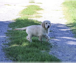 Small #2 Golden Retriever