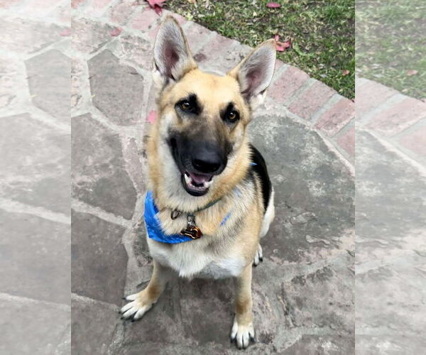 Medium Photo #1 German Shepherd Dog Puppy For Sale in Marina del Rey, CA, USA