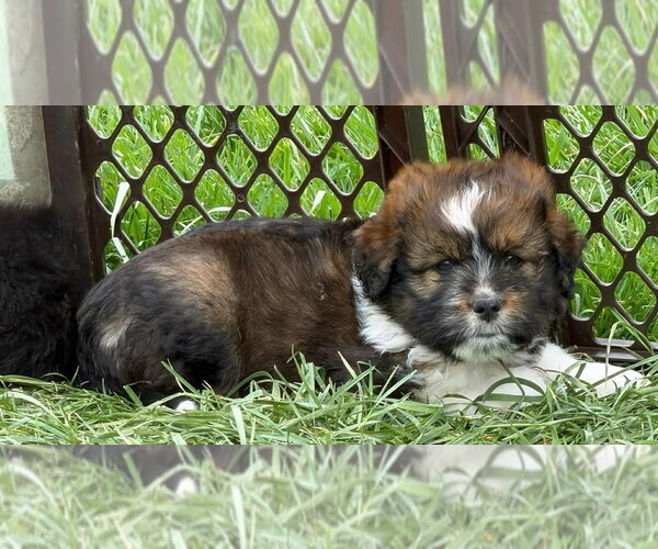 Medium Photo #2 Australian Shepherd-Unknown Mix Puppy For Sale in Aurora, IN, USA