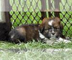 Small #1 Australian Shepherd Mix