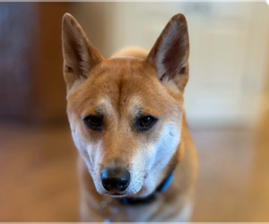 Shiba Inu Dogs for adoption in San Ramon, CA, USA