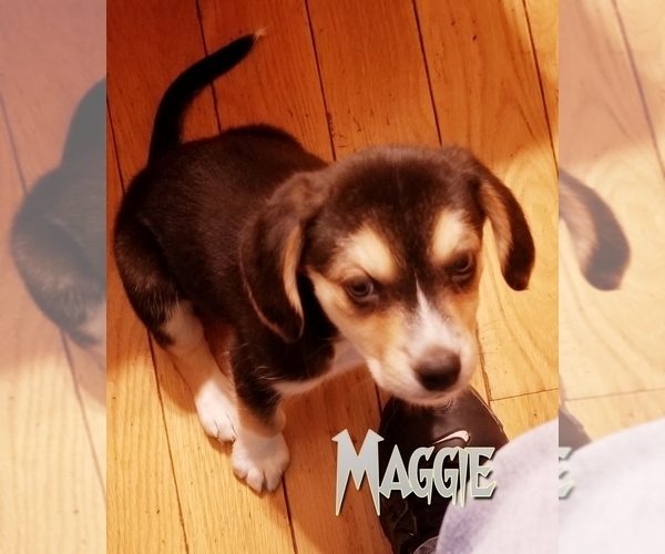 Medium Photo #3 Beagle-Pomsky Mix Puppy For Sale in BELLE CENTER, OH, USA