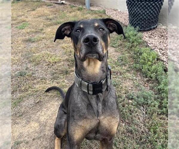Medium Photo #1 Doberman Pinscher-Unknown Mix Puppy For Sale in San Antonio, TX, USA