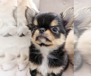 Chihuahua Puppy for sale in BULLARD, TX, USA