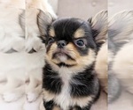 Small Chihuahua