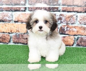 Zuchon Puppy for sale in BEL AIR, MD, USA